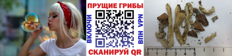 цена   Салаир  mega ССЫЛКА  Галлюциногенные грибы мухоморы 